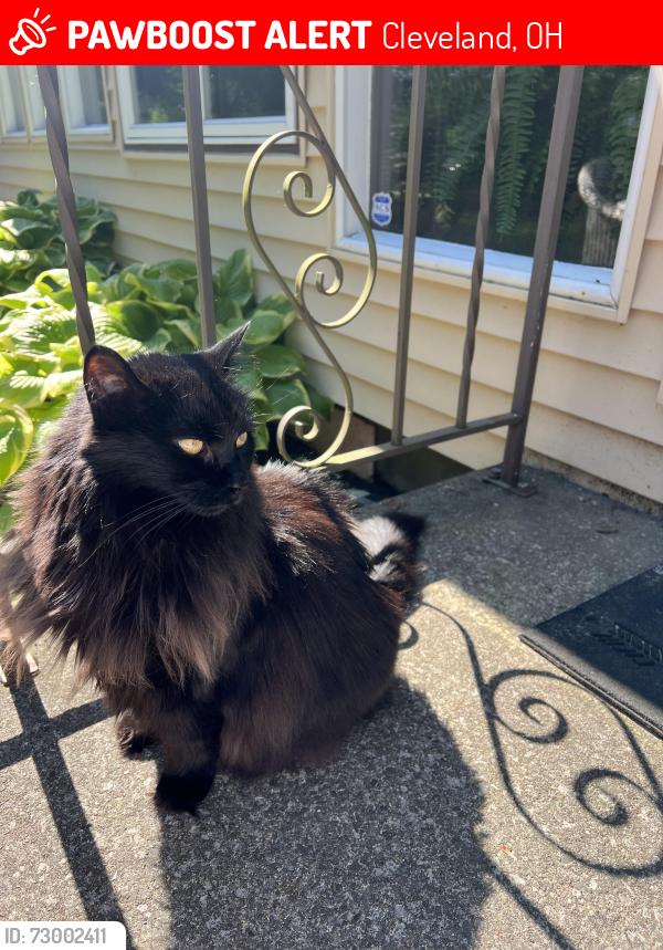 Lost Male Cat last seen Birchwood & W 141st St, Cleveland, OH 44111