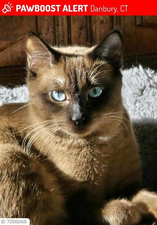 Lost Male Cat last seen Westville, Myrtle Avenue , Danbury, CT 06810