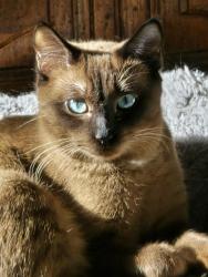 Lost Male Cat last seen Westville, Myrtle Avenue , Danbury, CT 06810