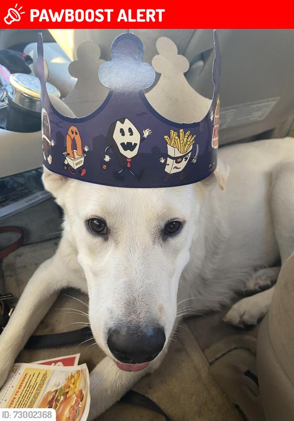 Lost Male Dog last seen Rockford lane, Jefferson County, KY 40216