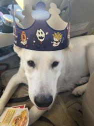 Lost Male Dog last seen Rockford lane, Jefferson County, KY 40216