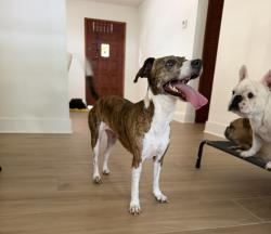 Reunited Female Dog last seen Near east wheeler road, seffner , Seffner, FL 33584