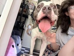Found/Stray Male Dog last seen Emberwood apmts, Lafayette, LA 70508