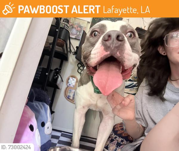 Found/Stray Male Dog last seen Emberwood apmts, Lafayette, LA 70508