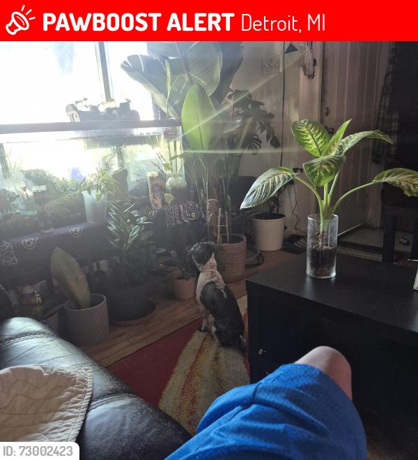 Lost Female Dog last seen Heyden  and west Chicago , Detroit, MI 48223
