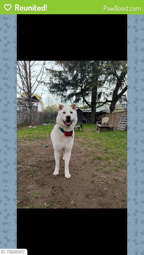 Reunited Male Dog last seen Belmont and victoria , Kitchener, ON 