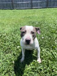 Found/Stray Female Dog last seen Wandering in the road by 3851 Hamilton Church Road, Nashville, TN 37013