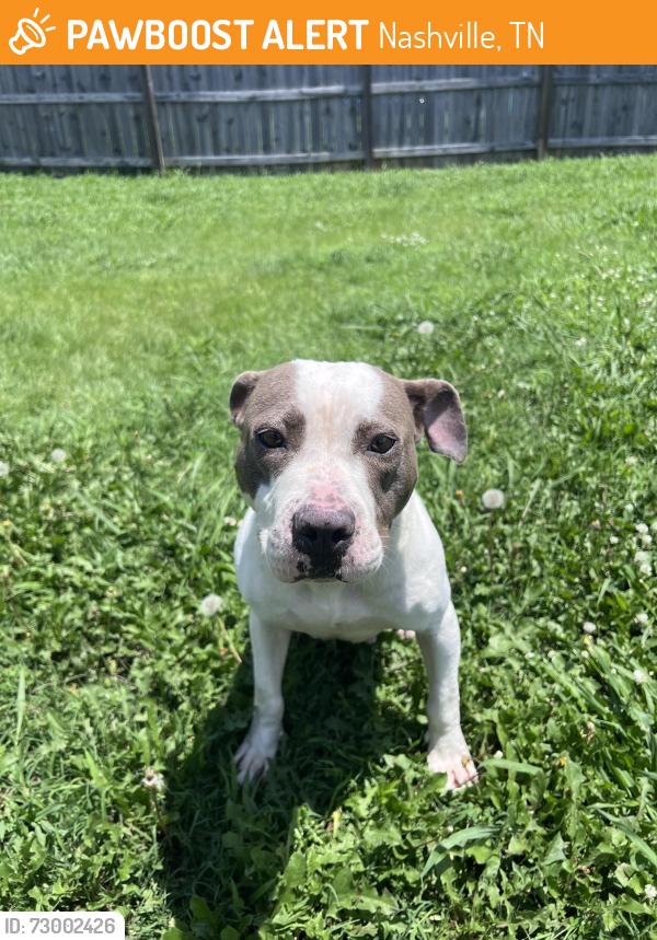 Found/Stray Female Dog last seen Wandering in the road by 3851 Hamilton Church Road, Nashville, TN 37013