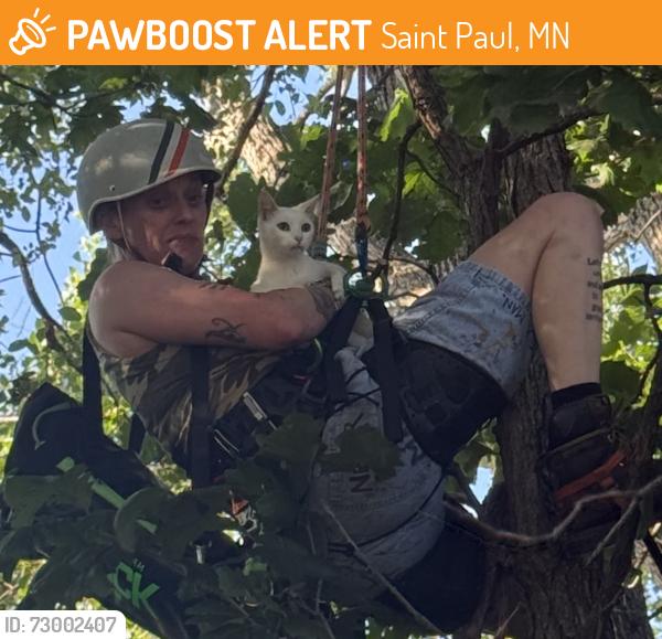 Found/Stray Female Cat last seen Case Avenue East & Germaine Court - East Side St Paul  , Saint Paul, MN 55106