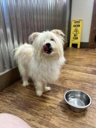 Found/Stray Male Dog last seen Highway 75, near monroe, Sandy Township, OH 44688