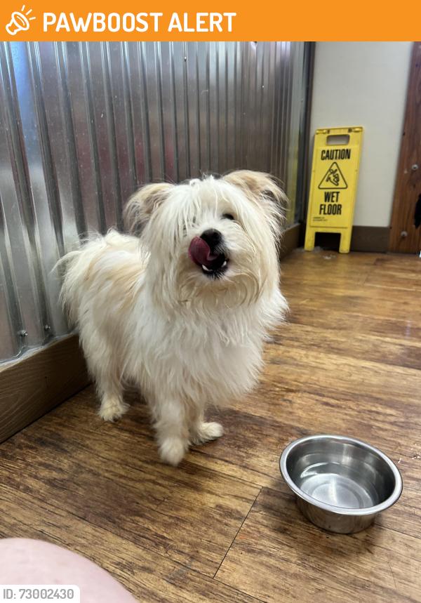 Found/Stray Male Dog last seen Highway 75, near monroe, Sandy Township, OH 44688