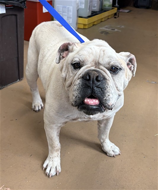 Shelter Stray Male Dog last seen BERRY T AND MT VERNON ST, 130 Beyer Way, Chula Vista, CA 91911, USA