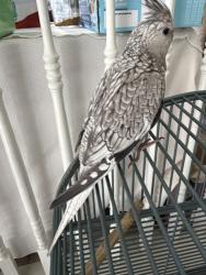 Lost Unknown Bird last seen Elgin hills way and Scott’s wood , Antelope, CA 95843