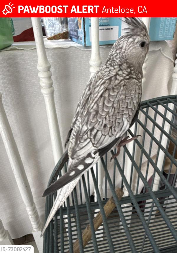 Lost Unknown Bird last seen Elgin hills way and Scott’s wood , Antelope, CA 95843