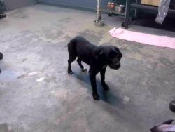 Shelter Stray Female Dog last seen CROYDON DR, TALLAHASSEE FL 32303, 1125 Easterwood Dr, Tallahassee, FL 32311, USA