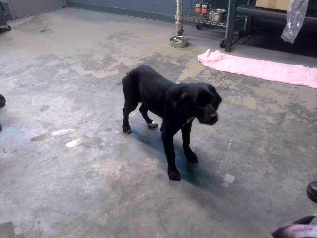 Shelter Stray Female Dog last seen CROYDON DR, TALLAHASSEE FL 32303, 1125 Easterwood Dr, Tallahassee, FL 32311, USA