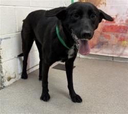 Shelter Stray Female Dog last seen I ST AND HAZEL, 333 Chandler Pl, San Bernardino, CA 92408, USA