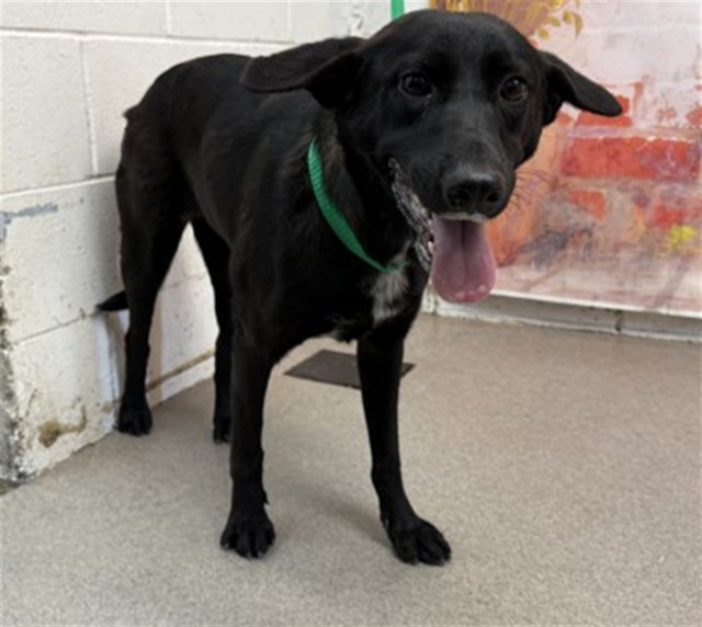 Shelter Stray Female Dog last seen I ST AND HAZEL, 333 Chandler Pl, San Bernardino, CA 92408, USA