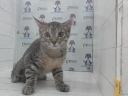 Shelter Stray Female Cat last seen , 2769 Conroy Rd, Orlando, FL 32839, USA