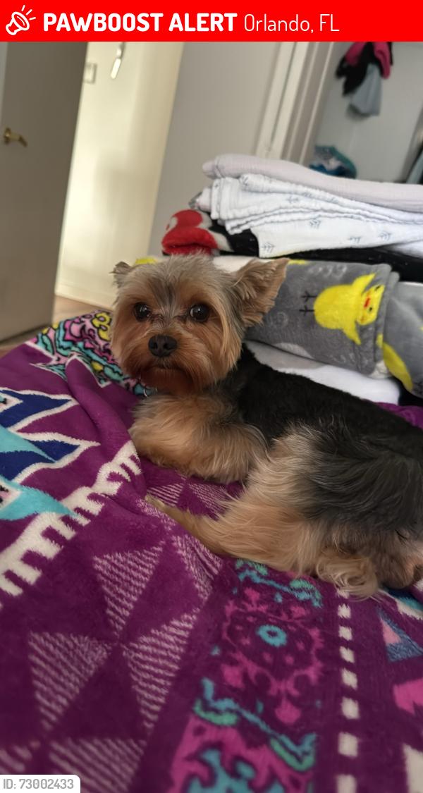 Lost Male Dog last seen Rosen Inn Lake Buena Vista, Orlando, FL 32836