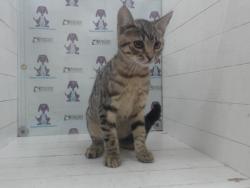 Shelter Stray Female Cat last seen , 2769 Conroy Rd, Orlando, FL 32839, USA