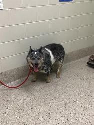 Shelter Stray Male Dog last seen Near BLOCK E 66TH PL APT 333, 12155 Park Blvd, Brighton, CO 80601, USA