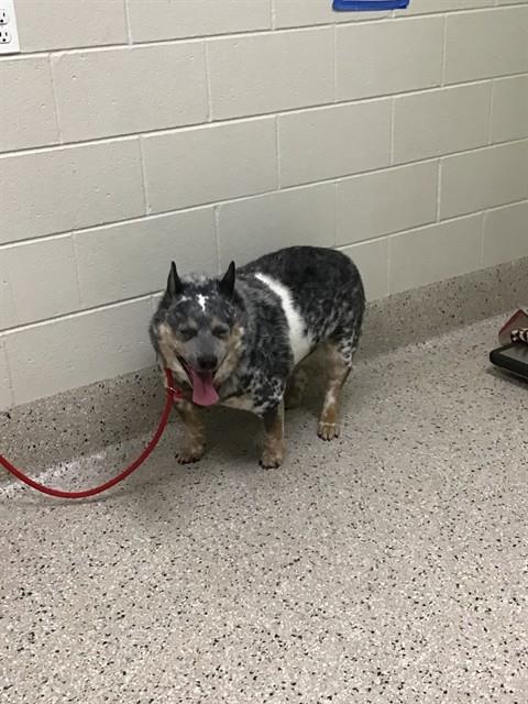 Shelter Stray Male Dog last seen Near BLOCK E 66TH PL APT 333, 12155 Park Blvd, Brighton, CO 80601, USA