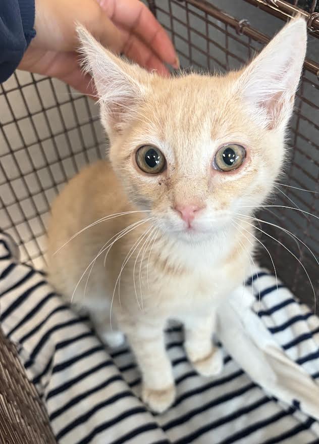 Shelter Stray Male Cat last seen , 11361 W Pico Blvd, Los Angeles, CA 90064, USA