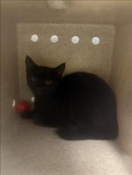 Shelter Stray Unknown Cat last seen , 11361 W Pico Blvd, Los Angeles, CA 90064, USA
