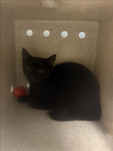 Shelter Stray Unknown Cat last seen , 11361 W Pico Blvd, Los Angeles, CA 90064, USA
