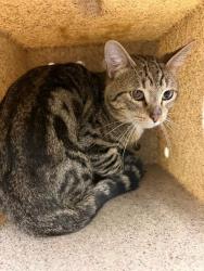 Shelter Stray Male Cat last seen VAN BUREN BLVD/ CLAY ST, JURUPA VALLEY CA, 6851 Van Buren Boulevard, Jurupa Valley, CA 92509, USA