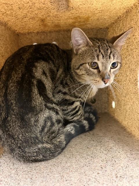 Shelter Stray Male Cat last seen VAN BUREN BLVD/ CLAY ST, JURUPA VALLEY CA, 6851 Van Buren Boulevard, Jurupa Valley, CA 92509, USA