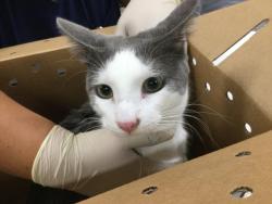 Shelter Stray Male Cat last seen Near BLOCK SAGE ST INDIO CA 92201, Thousand Palms, CA, USA