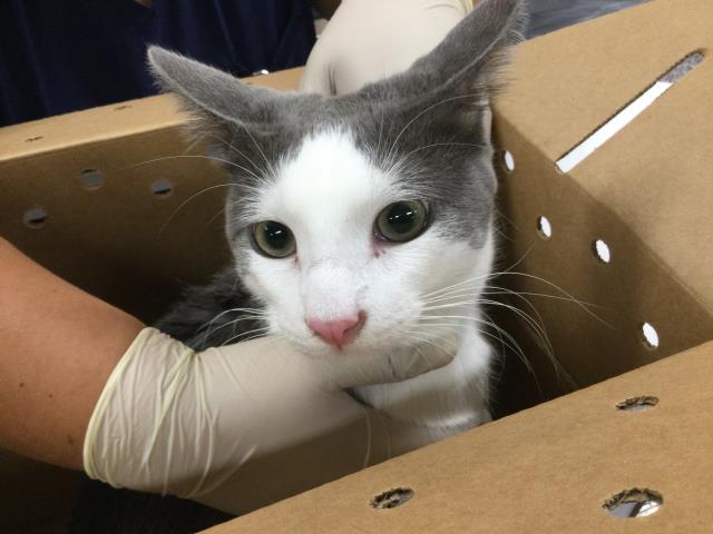 Shelter Stray Male Cat last seen Near BLOCK SAGE ST INDIO CA 92201, Thousand Palms, CA, USA