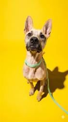 Shelter Stray Male Dog last seen 103RD, 2020 Forest St, Jacksonville, FL 32204, USA
