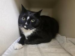 Shelter Stray Male Cat last seen Near BLOCK E 7TH AVE, DENVER CO 80203, 1241 W Bayaud Ave, Denver, CO 80223, USA