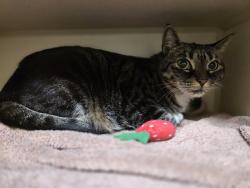 Shelter Stray Unknown Cat last seen Near BLOCK E 7TH AVE, DENVER CO 80203, 1241 W Bayaud Ave, Denver, CO 80223, USA