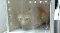 Shelter Stray Male Cat last seen Near BLOCK E ROBINS DR, DENVER CO 80239, 1241 W Bayaud Ave, Denver, CO 80223, USA