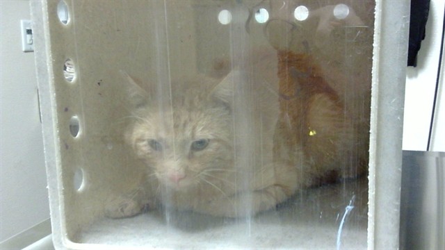 Shelter Stray Male Cat last seen Near BLOCK E ROBINS DR, DENVER CO 80239, 1241 W Bayaud Ave, Denver, CO 80223, USA