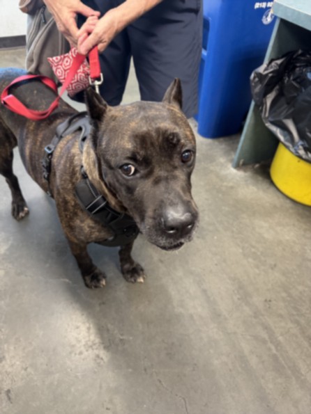 Shelter Stray Female Dog last seen , West Valley Animal Shelter, 20655 Plummer St, Chatsworth, CA 91311, USA