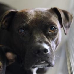 Shelter Stray Female Dog last seen Near BLOCK SAN FERNANDO, 4710 TX-151, San Antonio, TX 78227, USA