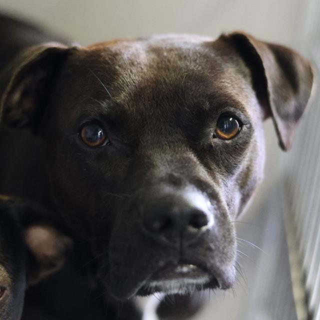 Shelter Stray Female Dog last seen Near BLOCK SAN FERNANDO, 4710 TX-151, San Antonio, TX 78227, USA