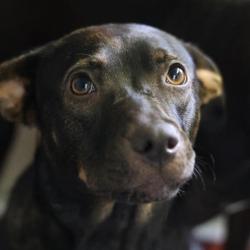 Shelter Stray Female Dog last seen Near BLOCK SAN FERNANDO, 4710 TX-151, San Antonio, TX 78227, USA