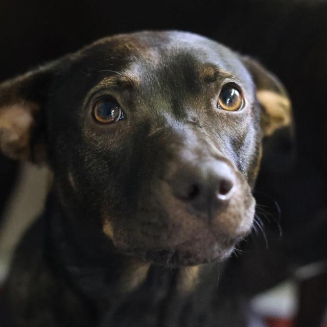 Shelter Stray Female Dog last seen Near BLOCK SAN FERNANDO, 4710 TX-151, San Antonio, TX 78227, USA