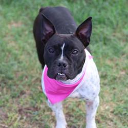 Shelter Stray Female Dog last seen WURZBACH, 4710 TX-151, San Antonio, TX 78227, USA