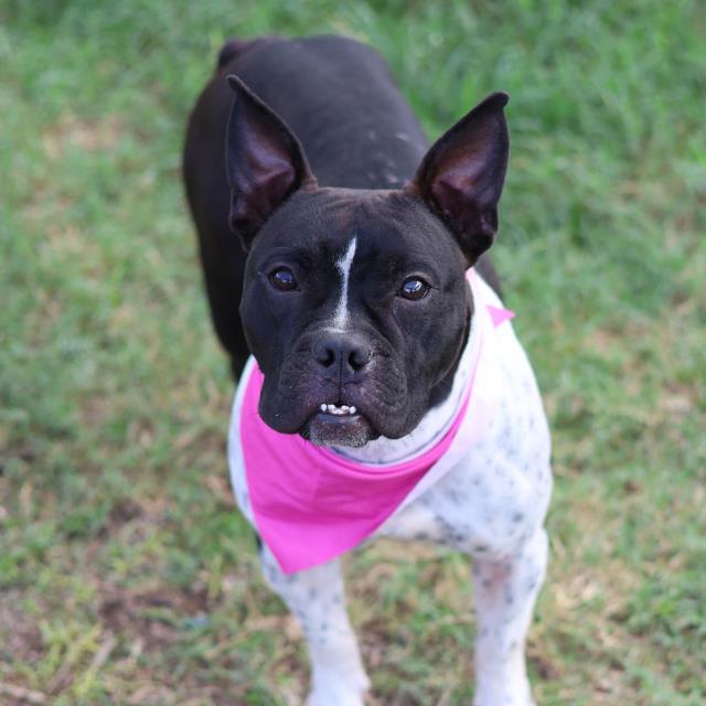 Shelter Stray Female Dog last seen WURZBACH, 4710 TX-151, San Antonio, TX 78227, USA