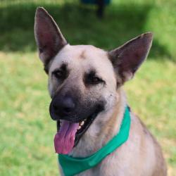 Shelter Stray Male Dog last seen Near BLOCK VISTA, 4710 TX-151, San Antonio, TX 78227, USA