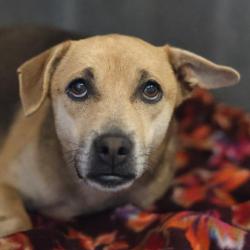 Shelter Stray Female Dog last seen Near BLOCK DUKE AVE, 4710 TX-151, San Antonio, TX 78227, USA