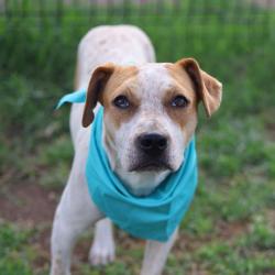Shelter Stray Female Dog last seen Near BLOCK OAKHILL RD, 4710 TX-151, San Antonio, TX 78227, USA