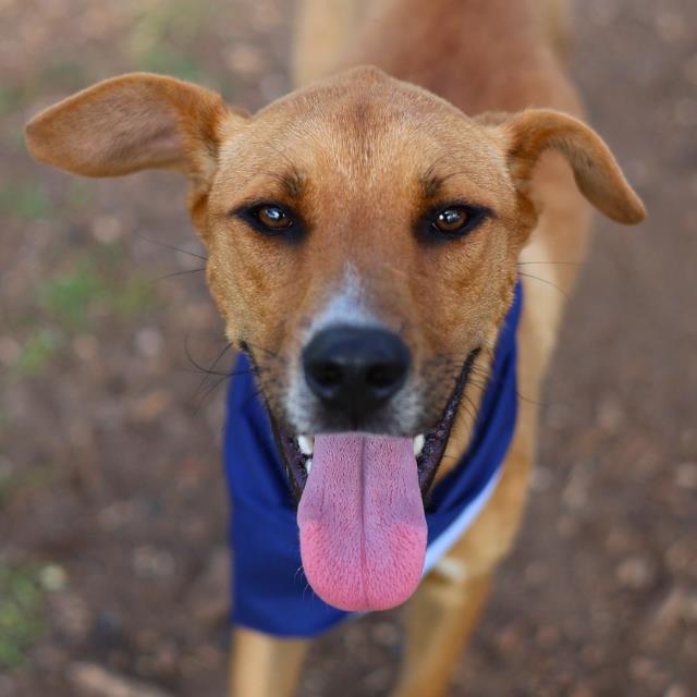 Shelter Stray Male Dog last seen Near BLOCK FURR DR, 4710 TX-151, San Antonio, TX 78227, USA